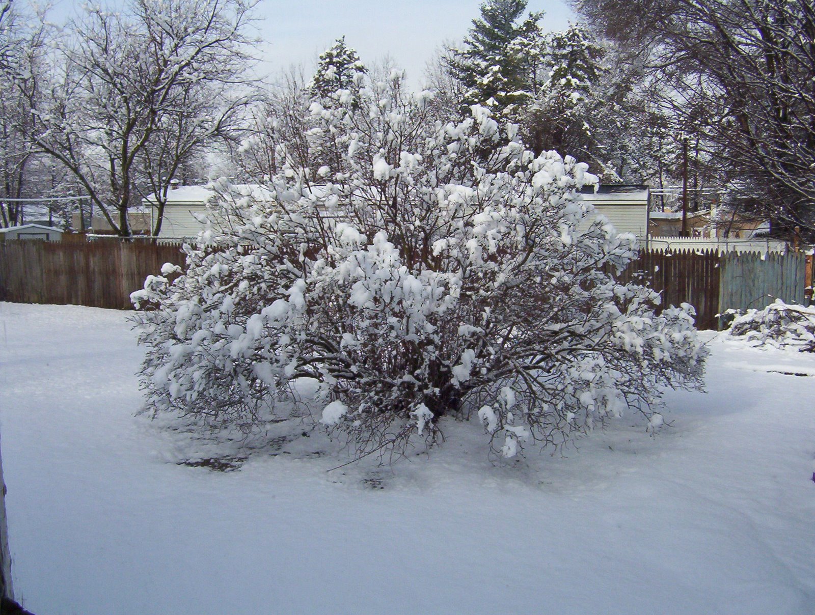 [Snow+on+Lilacs,+April+5,+2007+002.jpg]