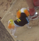 Cyndi Lauper has resurfaced as a dog or -