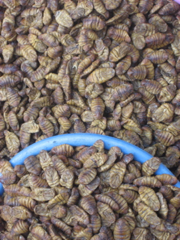 No shortage of boiled pupae