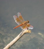 Dragonfly -
