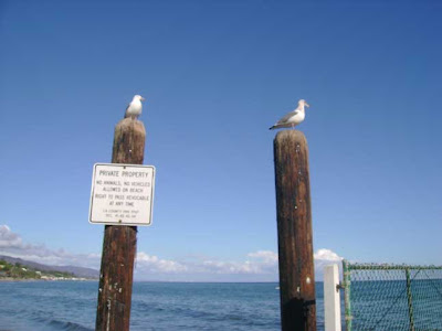 Birds Are There to Greet You - Paradise Cove, Malibu