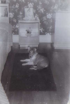 Lassie - 5 Months Old - circa December 1952