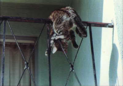My Mother's Cat Marigold - circa 1985