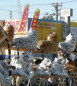 Tigers Spotted in L.A.- Venice & La Brea