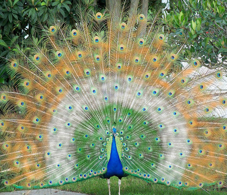 White Peacock Wallpapers