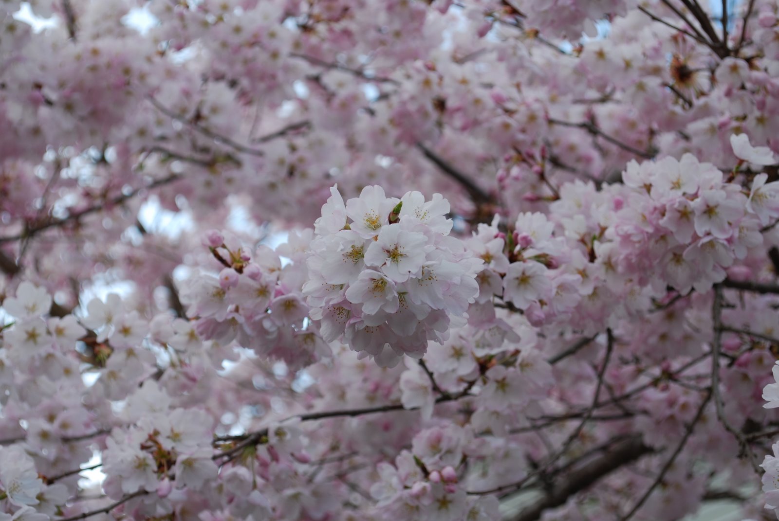 [Cherry.Blossom+(59).JPG]