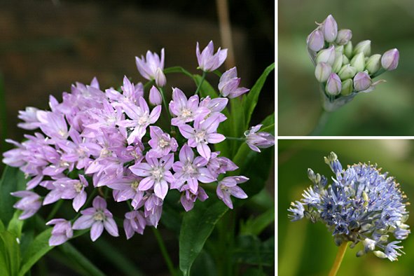 [8+Pink+and+blue+monatge+ph.bmp]