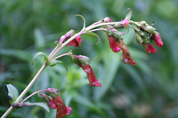 [Penstemon+etna4.jpg]