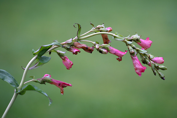 [Penstemon+etna2.jpg]