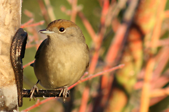 [Blackcap+female+Jan+12,+2008.jpg]