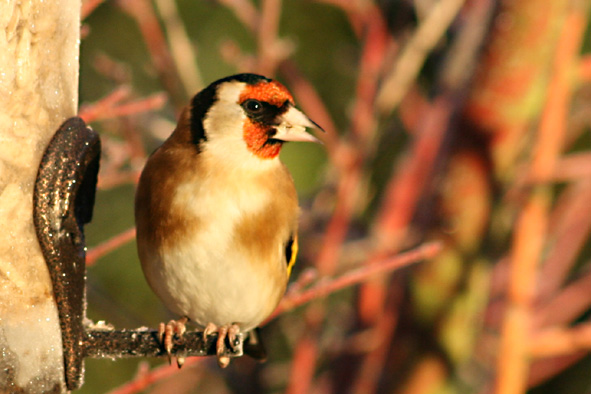 [Goldfinch+Jan+12,+2008+.jpg]