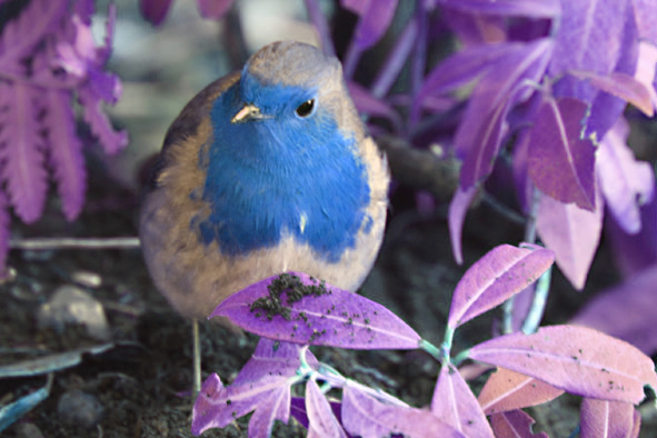 [Robin+blue+breast.jpg]