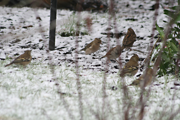 [Under+feeder,+snow2.jpg]