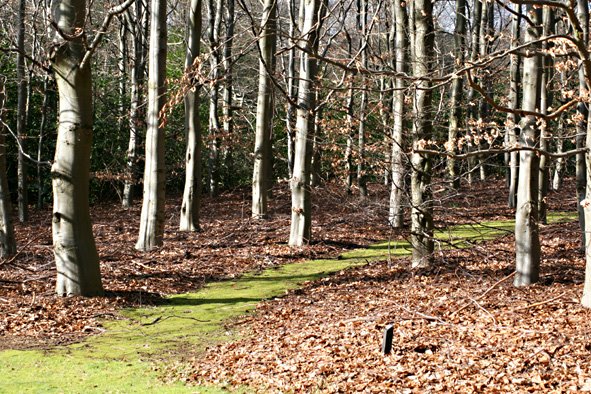 [Tree+grouping3a.jpg]