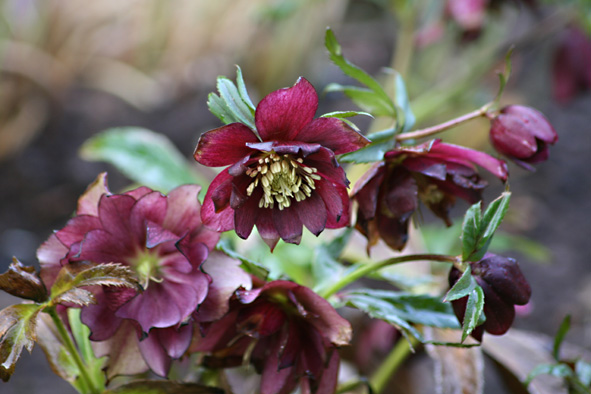 [Hellebore2.jpg]