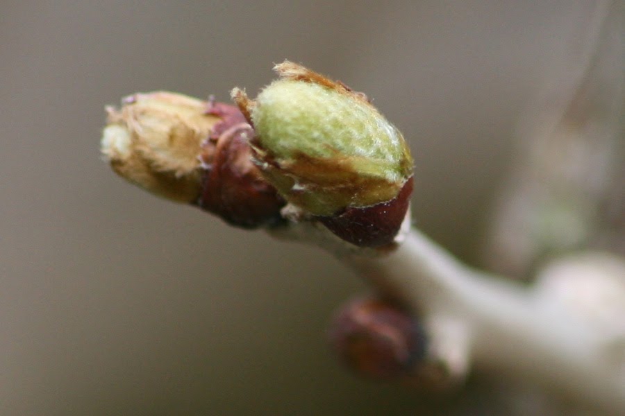shirls gardenwatch wisteria flower bud shirls gardenwatch wisteria flower bud