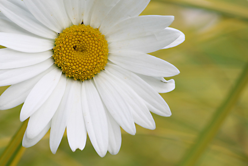 [GBBD+Shasta+Daisy2+usm70.jpg]