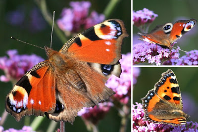 Small Tortoiseshell Butterfly 01 Small Tortoiseshell Butterfly, Small Tortoiseshell Butterfly Pictures