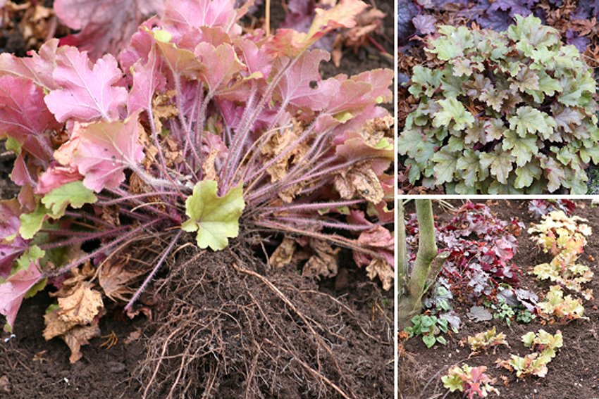 [Heuchera+dividedph.bmp]