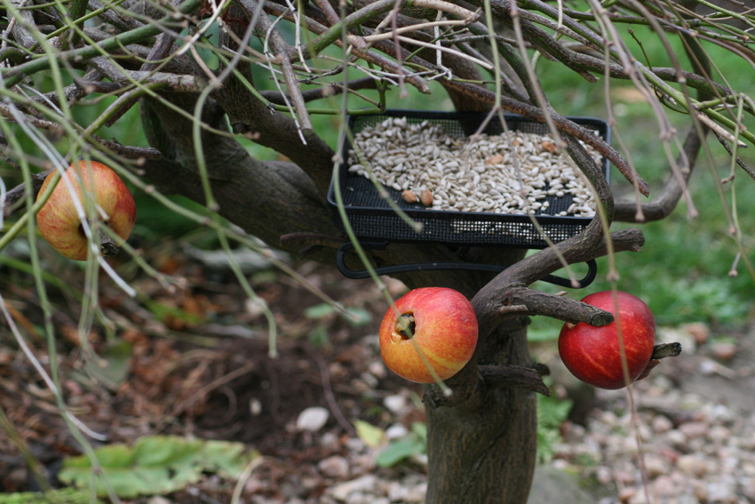 [Apple+on+Acer+branches.jpg]