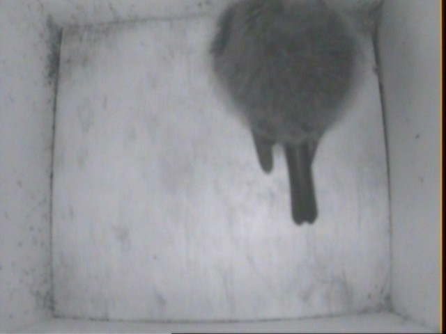 [CNBCS10+Blue+tit+rooster+JAN17+2053.jpg]