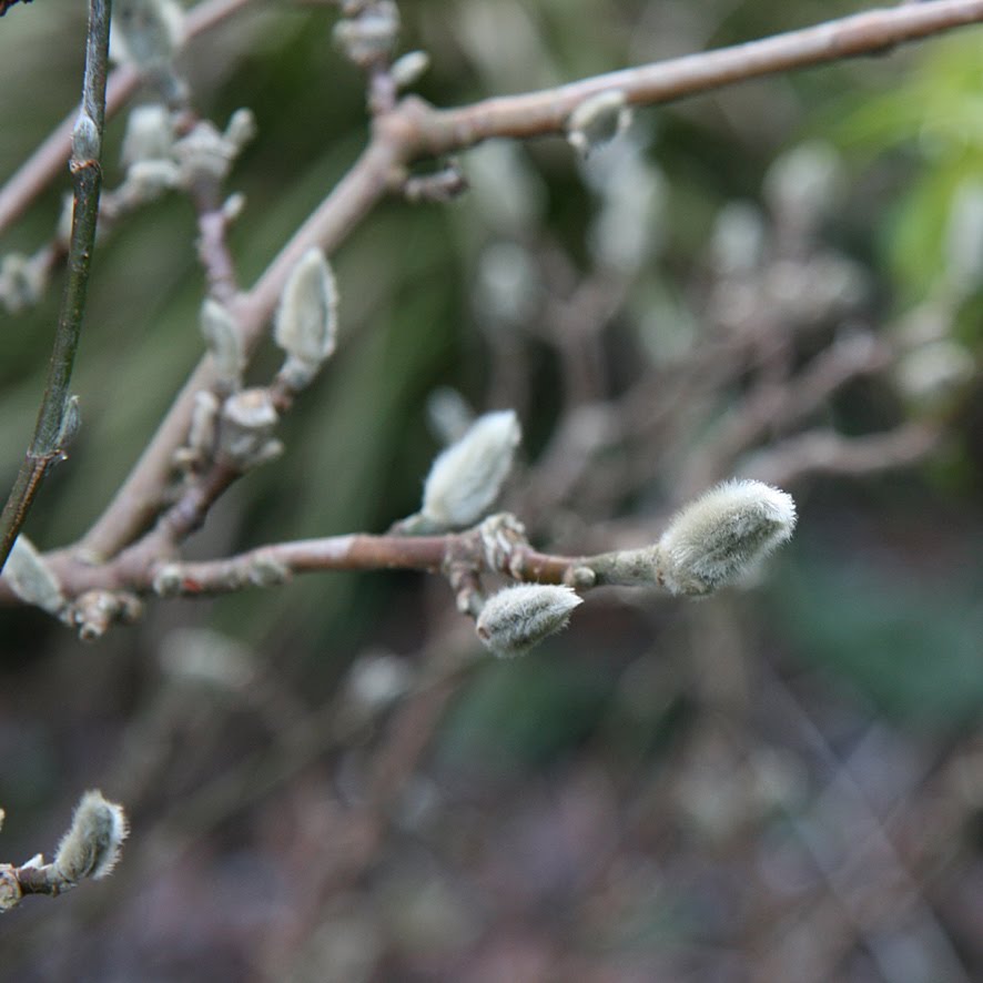 [SGW10+JAN29+Garden+wander+(5).jpg]