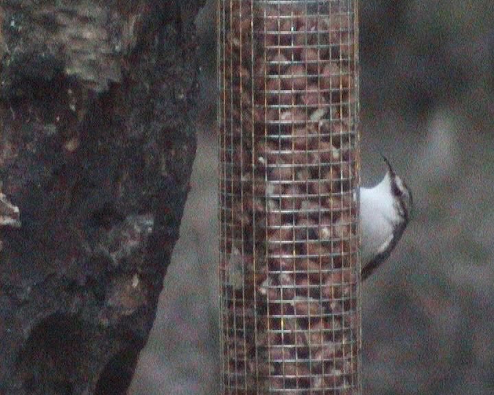 [SGW10+LOL+FEB6,+Treecreeper+(3).jpg]