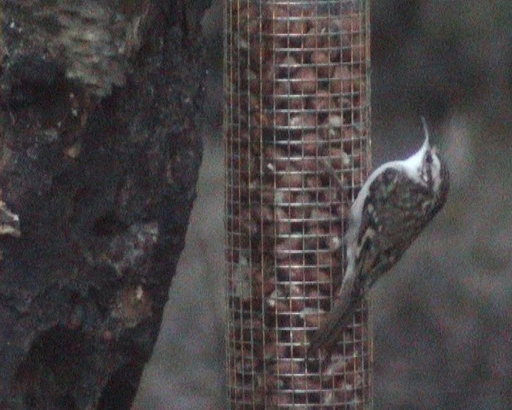 [SGW10+LOL+FEB6,+Treecreeper+(2).jpg]