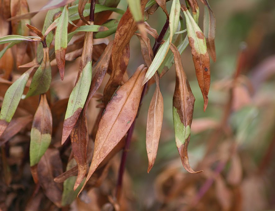 [SGW10+GBBD+FEB+(12).jpg]