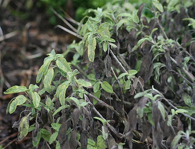 Mexican Orange Blossom Choisya Ternata The Garden Of Eaden