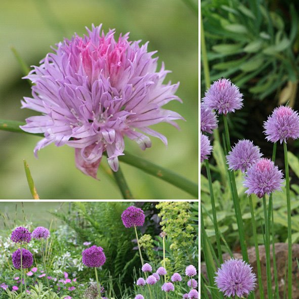 [GPL08+June,+Chives+&+Allium.jpg]