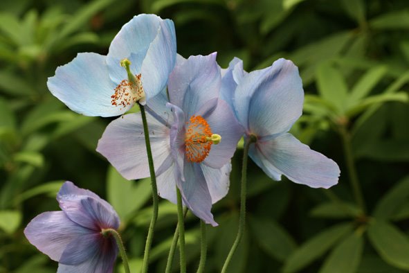 [Meconopsis+blue2.jpg]