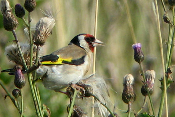 [European+Goldfinch+wikipedia.jpg]