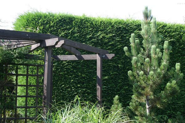 [Hedge+before+trim2+Aug+16.jpg]