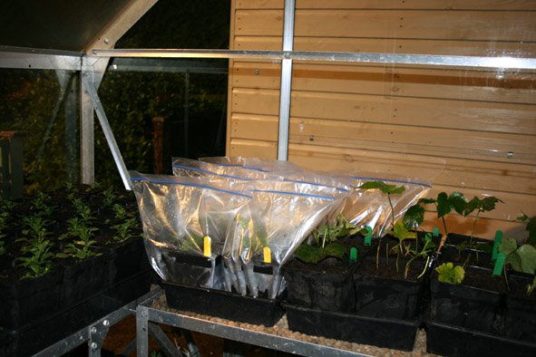 [Japanese+Anemone.jpg]