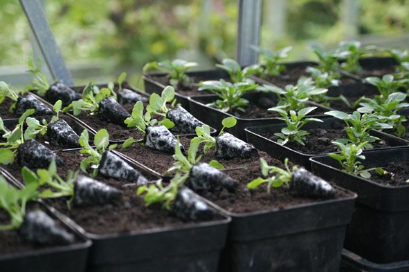 [Viola+plug+plants4.jpg]