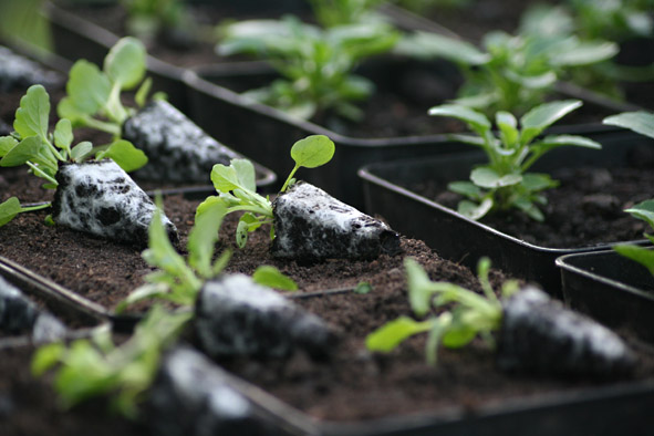 [Viola+plug+plants3.jpg]