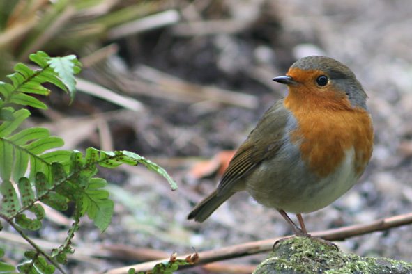 [Robin+for+Blotanical.jpg]