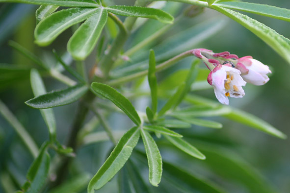 [GBBD08+OCT,+Choisya+Aztec+pearl.jpg]