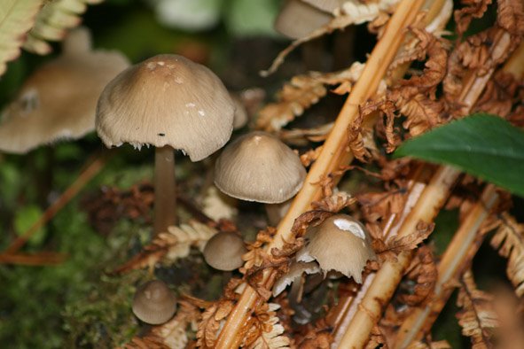 [GBBD08+OCT,+Fungi+2.jpg]