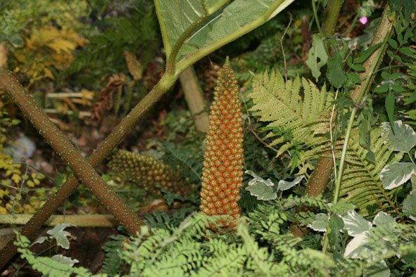[GBBD08+OCT,+Gunnera.jpg]