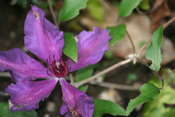 [GBBD08+OCT,+Clematis.jpg]