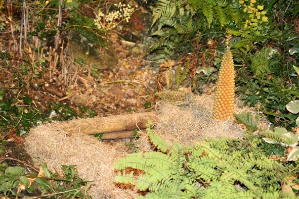 [Gunnera+winter+protection,+Oct+27th+(2)+crop.jpg]