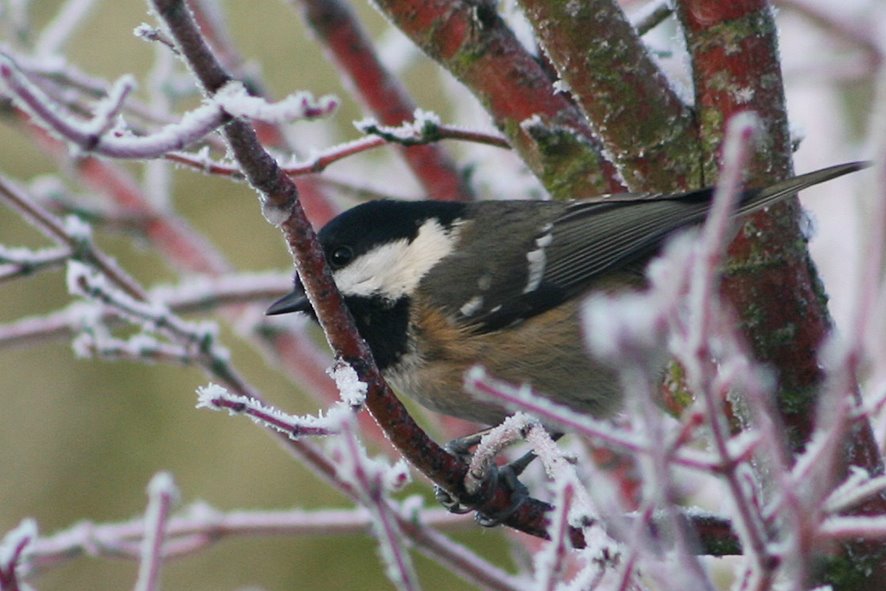 [Coal+tit.jpg]