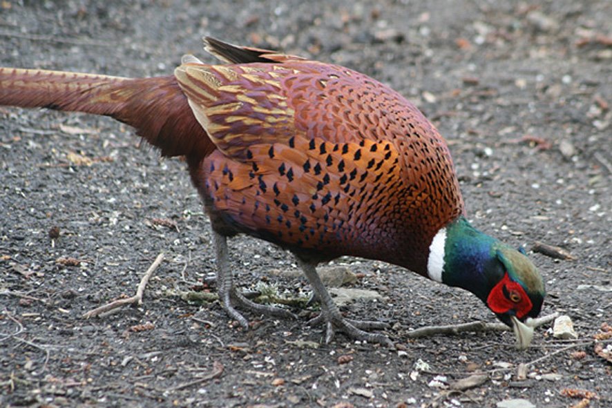 [Pheasant.jpg]