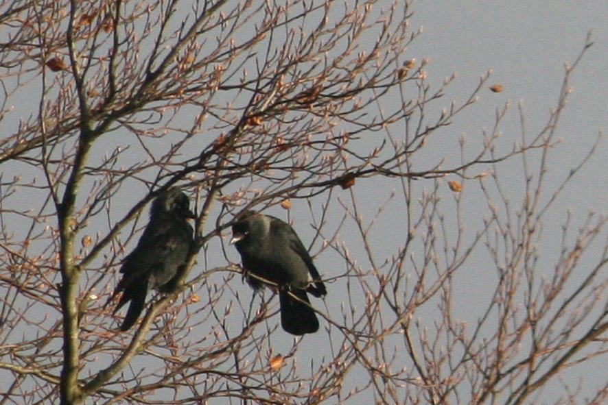 [Jackdaw+pair+in+tree.jpg]