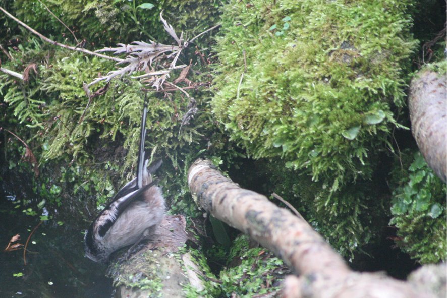 [GB09+Lon-tailed+tit,+JAN4+(2).jpg]