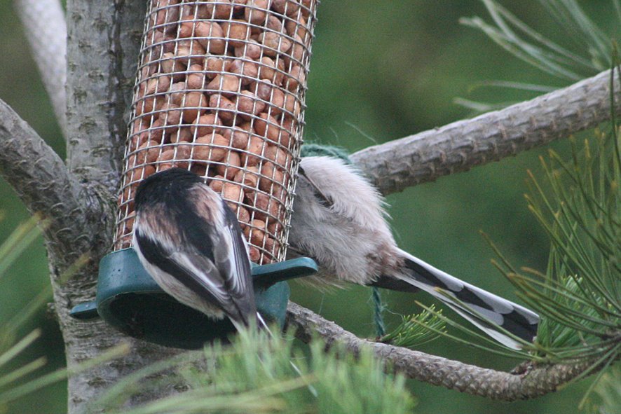 [GB09+Lon-tailed+tit,+JAN4+(3).jpg]