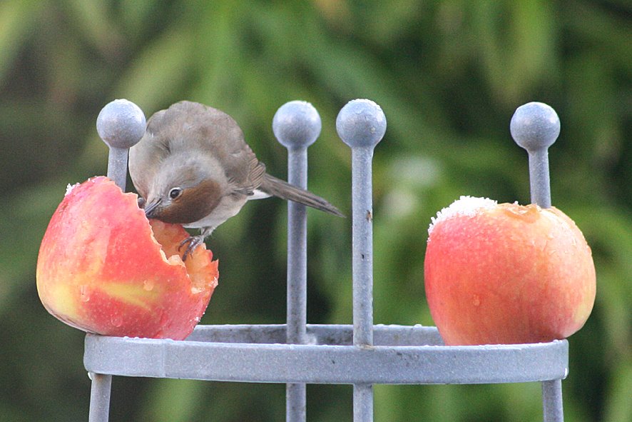 [GB09+Blackcap+female+JAN5+(2).jpg]