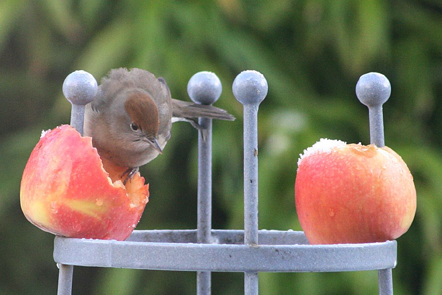 [GB09+Blackcap+female+JAN5+(1).jpg]